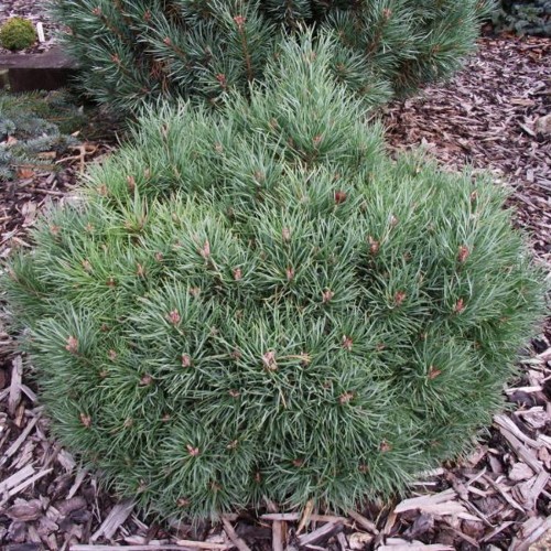 Pinus sylvestris 'Bennett Compact' - Harilik mänd 'Bennett Compact' C2/2L